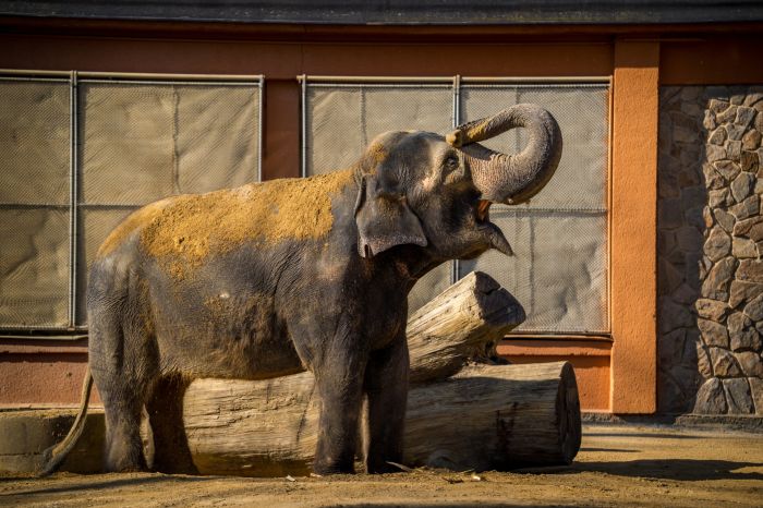 Z Jihoafrické republiky až do českých zoo